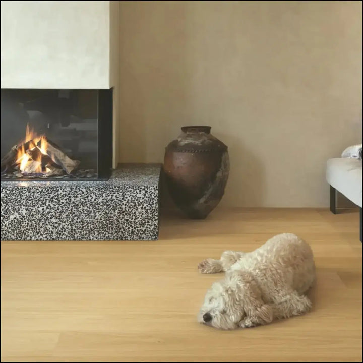 Fluffy cream-colored poodle lying on quick-step cala leather oak extra matt floor with oak extra matt finish