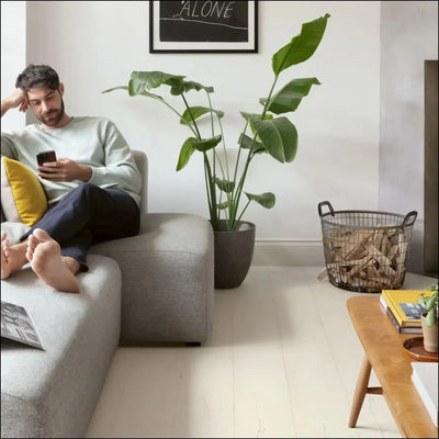 A tall leafy green plant in a sleek matte gray pot on quick-step capture laminate painted oak white flooring